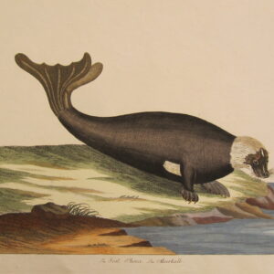 Pennant - "The Seal" - 1766
