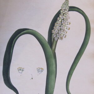 Andrews (unframed collection) - "The Botanist's Repository for Rare and New Plants" - 1804 - CGW134470-26.1-19
