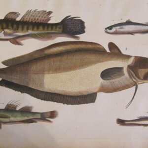 Willughby  Fish (unframed collection) 1680