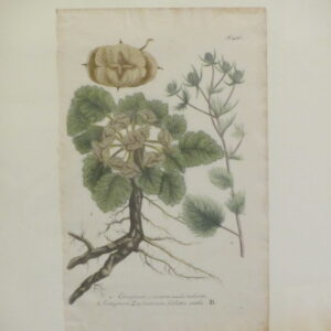 Weinman - "Eringium" - 1736