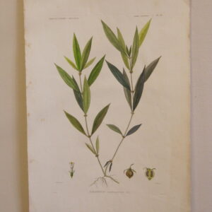 Voyage de L'Astrolabe - CGW134468-9.1-2