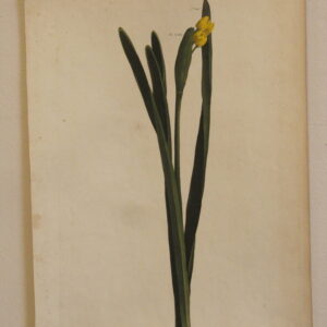 Thornton -'Narcissus bursting from its Spatha'-1808 - CGW134468-8