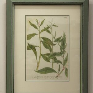 Weinman - "Persicaria" (804) - 1736
