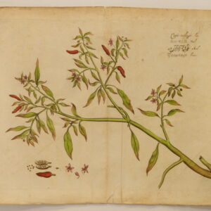 Draakestein (unframed) - 'Capo-mologa'  1686