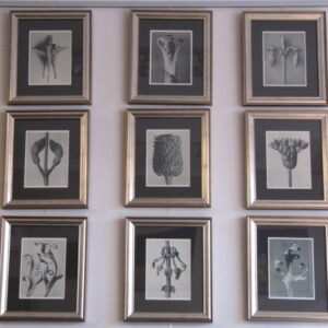 Karl Blossfeldt's photogravures 1929