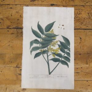 April Arrival of Twenty Elizabeth Blackwell Botanicals 1730