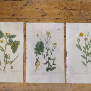 Elizabeth Blackwell Botanicals Grouped Suggestions 1730