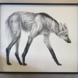Mali Moir - Maned Wolf
