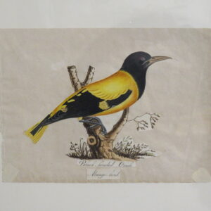 A rare suite of early 19th Century Regency period watercolours of Indian birds - AA1830