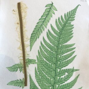 40 Relief ChromoLithographs of English Fern Leaves C1870