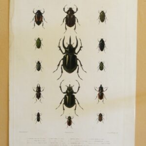 Insectes Coleopetres - AA1875