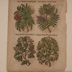Pancovius - Herbarium (unframed) - 1536 to 1665