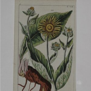 Maund - This Botanic Garden 1825 - CGW381538-1