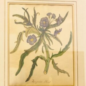 Kangaroo Plant - 1827