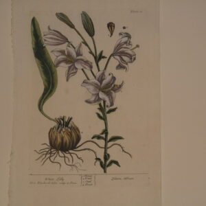 Blackwell (unframed) - 1730 - CGW381543