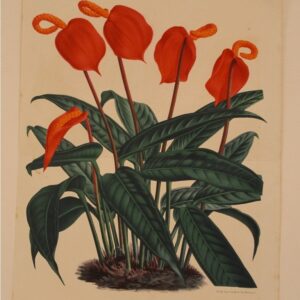 Van Houtte Collection (unframed) - CGW134464-4