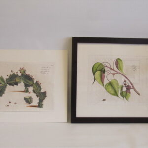 Draakestein - A collection of 11 mounted & framed prints - Hortus Indicus Malabaricus – 1686