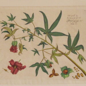 Draakestein - 'Cudu-parili' (31) - 1686