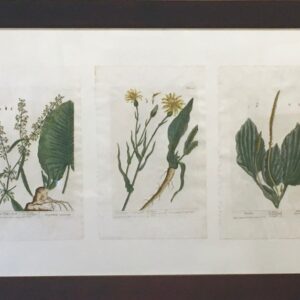 Trio of Elizabeth Blackwell Botanicals 1737