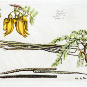 Draakestein -'Agati' (F51) - 1686