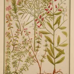 Weinman - Phytanthoza Icongraphia 1736 - CGW381530