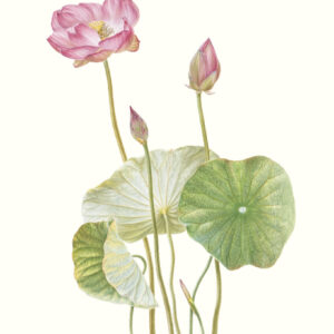 Mali Moir - Lotus Australian native - 2009