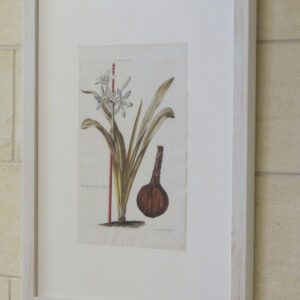 Trew - 'Narcissus' - 1750