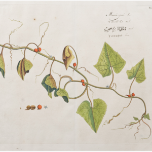 Draakestein 'Caunga' 1686