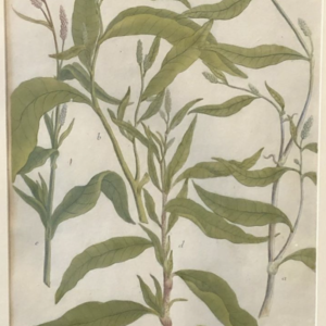 Three Rare Framed Prints by Johann Wilhelm Weinman from Phytanthoza Icongraphia