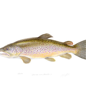 Mali Moir - Mr Trout 2 - 2006