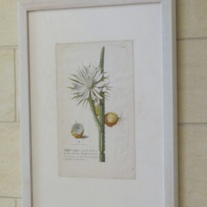 Trew - 'Cereus' - 1750