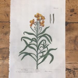 A Recent Sale of Eighteen 'Elizabeth Blackwells' (Pre Framing)