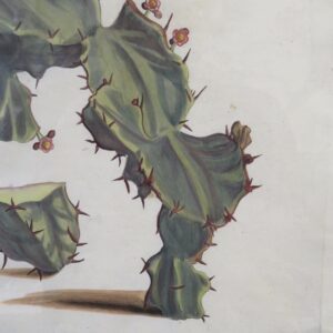 Hendrik Draakestein 'Schadidia calli' - Amsterdam 1686