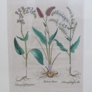 Besler - "Salvia" - 1613