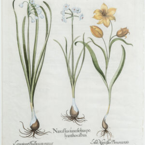 'Narciflus iuncifolius polyanthosalbus'