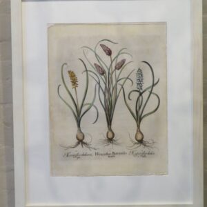 Besler - 'Hyacinthus Botryoides'