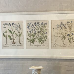 Three early 17th century Basileus Besler  First editions 1613