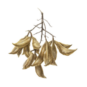 ‘Chandelier D'or'  watercolour on paper 2019  Mali Moir