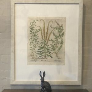 Mid 17th century hand coloured copper engraving ‘Pseudo Struthium’  by Basil Besler 1640