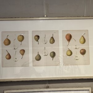 Three framed 19th century Wolters pears