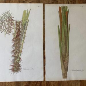 Unusual late 19th century hand coloured lithographs of palms