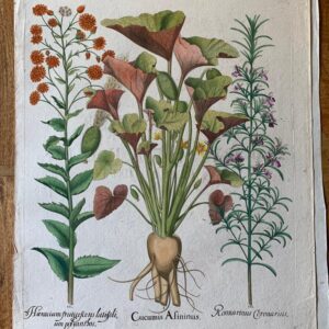 Arriving from Europe soon. Eight Beslers