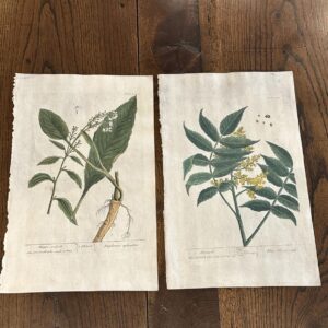 22 x original hand coloured copper engravings by Elizabeth Blackwell 1730