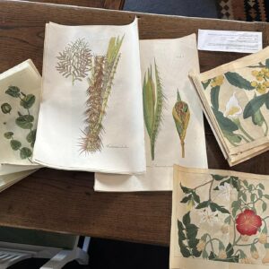 Unusual late 19th century lithographs dedicated to the palm family - Elizabeth Blackwell