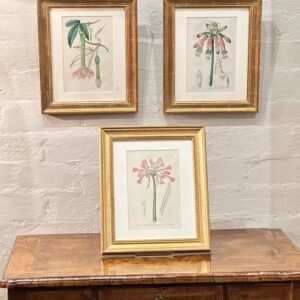 Three 19th century framed hand coloured botanical engravings