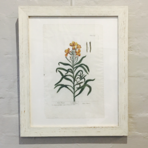 Elizabeth Blackwell Framed 'Wall Flower' 1730
