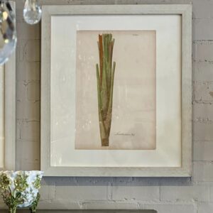 Unusual late 19th century lithographs dedicated to the palm family.