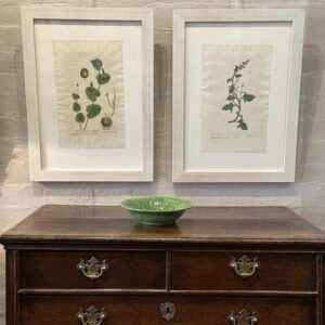 Two framed original hand coloured copper engravings by Elizabeth Blackwell 1730