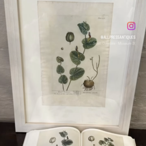 Elizabeth Blackwell. A Curious Herbal. 1737 - 1739.