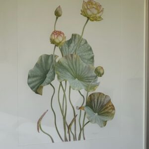 Botanicals & Charcoals by Mali Moir